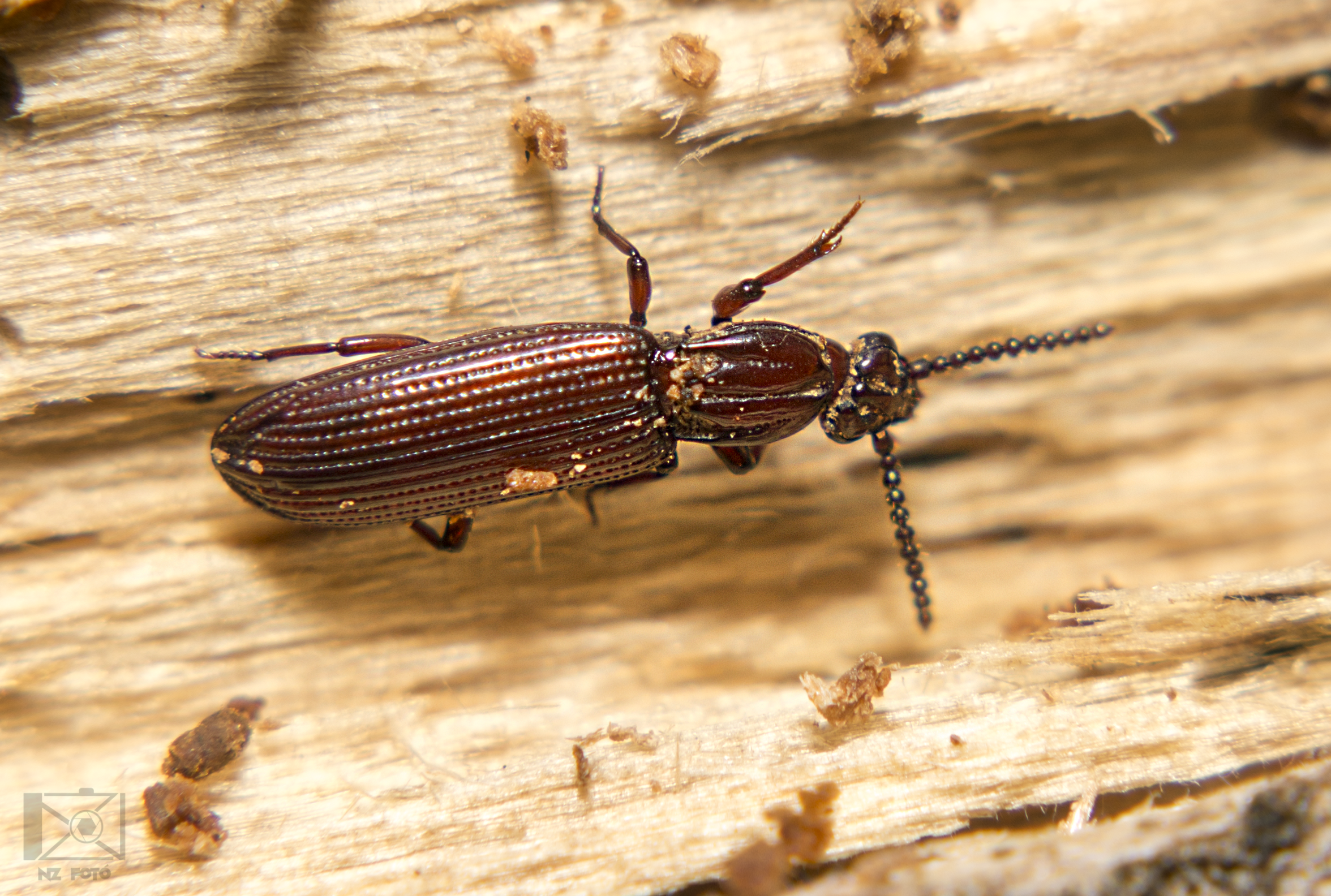 Rhysodes sulcatus - kerekvállú állasbogár