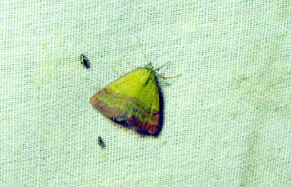 Phytometra viridaria - pirossávos bagoly