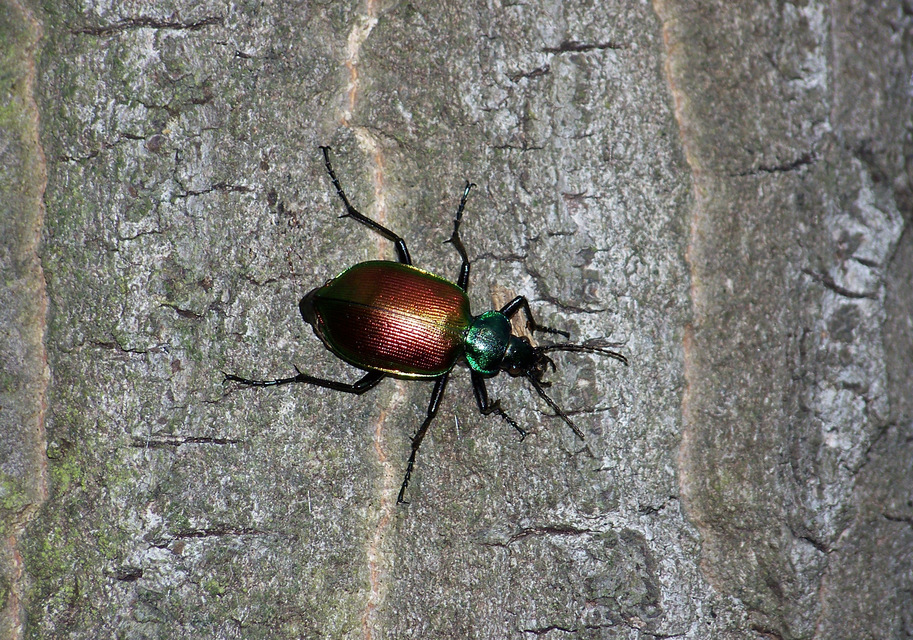 Calosoma sycophanta - aranyos bábrabló