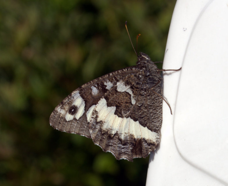 Brintesia circe - fehéröves szemeslepke