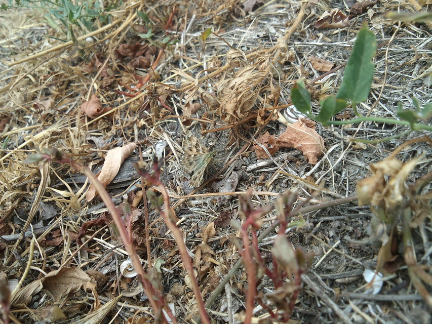 Carcharodus alceae - mályva-busalepke