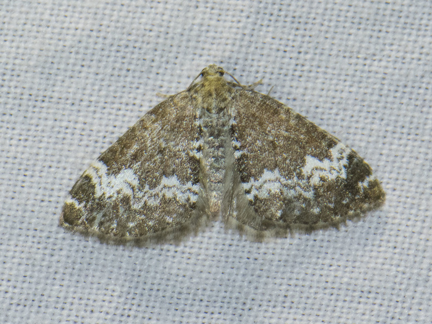 Perizoma alchemillata - árvacsalán-araszoló