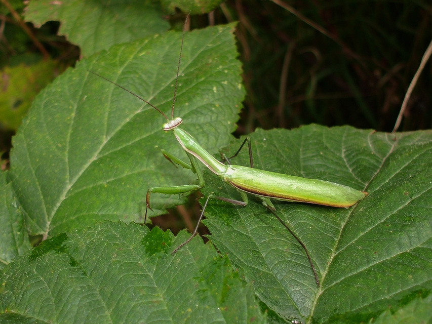 Mantis religiosa - imádkozósáska