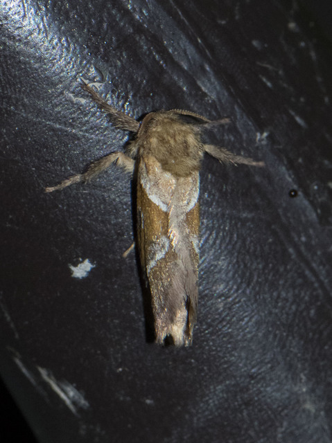 Triodia sylvina - kis gyökérrágólepke
