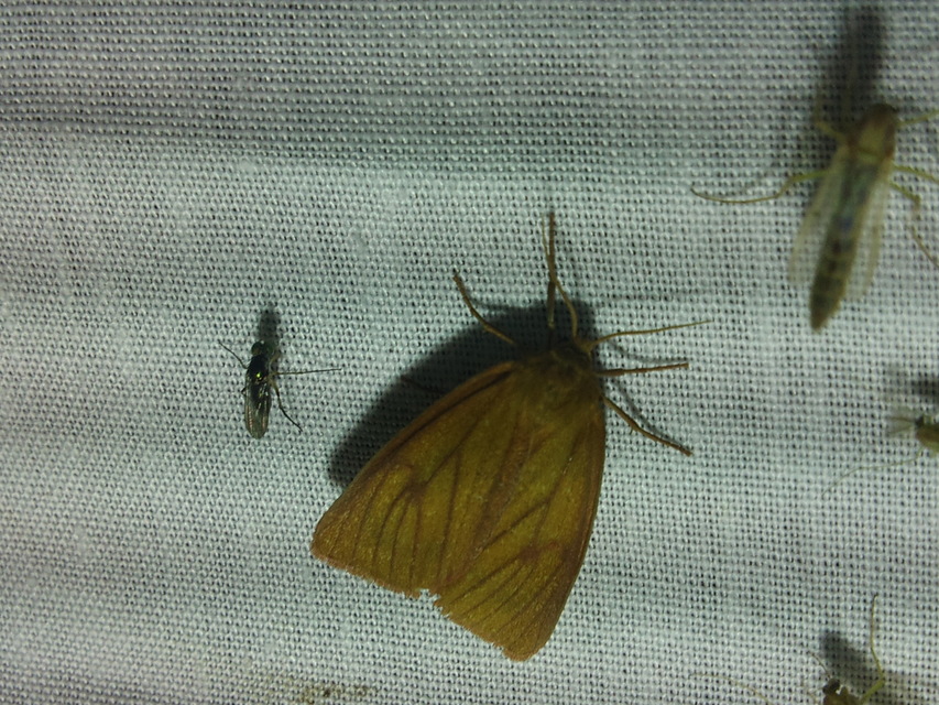 Diacrisia sannio - vörösszélű medvelepke