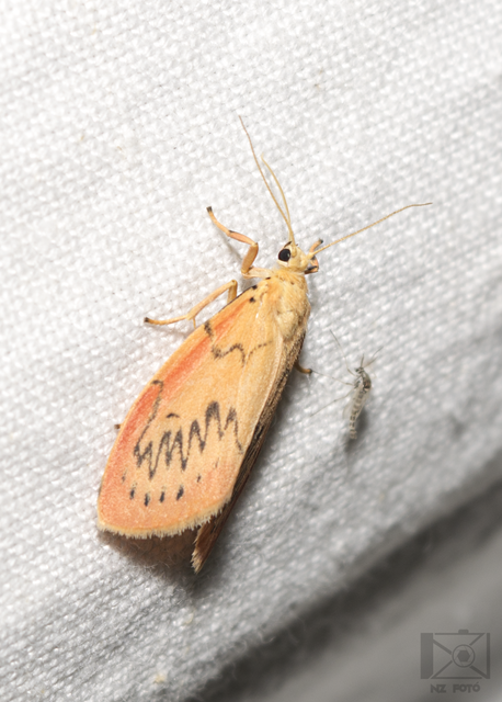 Miltochrista miniata - piros medvelepke