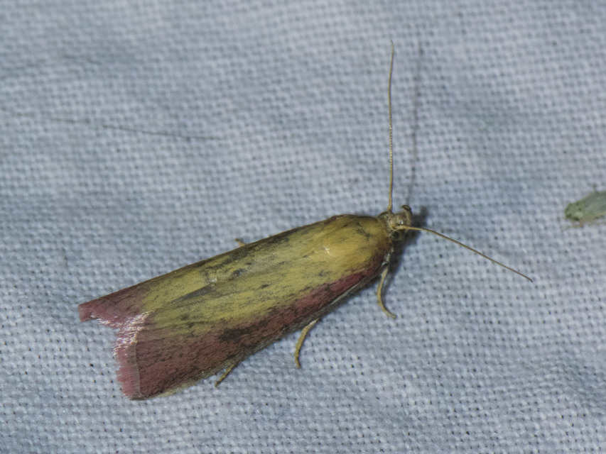 Oncocera semirubella - lucernamoly