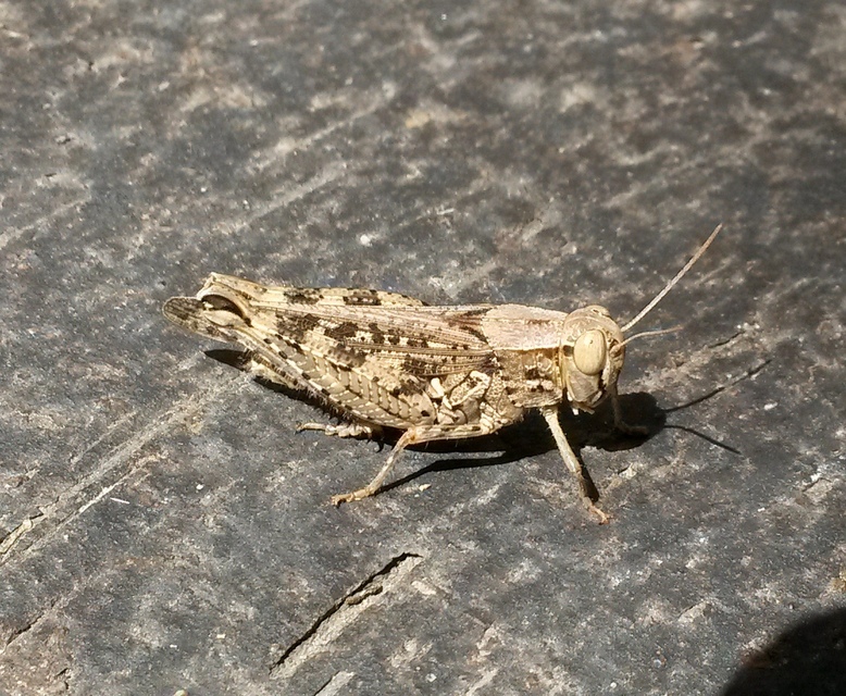 Calliptamus italicus - olaszsáska