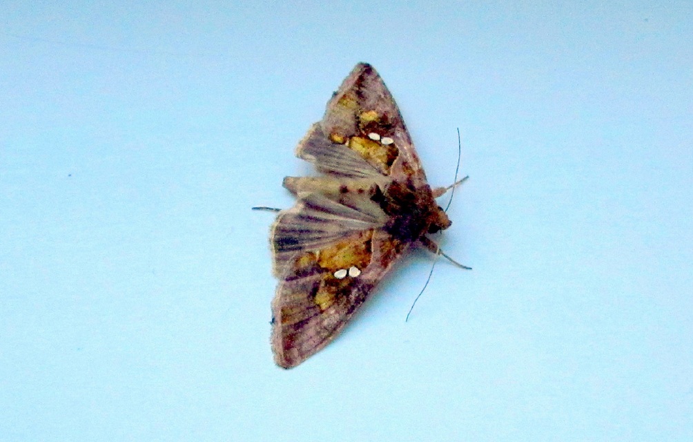 Chrysodeixis chalcites - déli aranybagoly