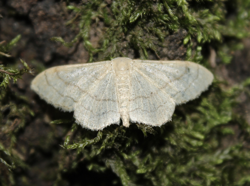Idaea aversata - nagy sávosaraszoló