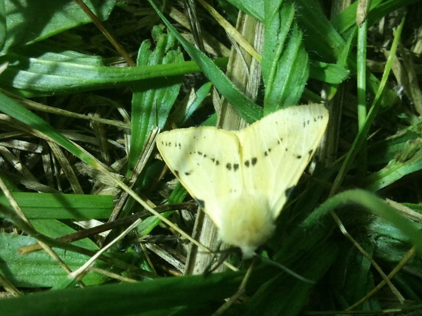 Spilarctia lutea - sárgás medvelepke