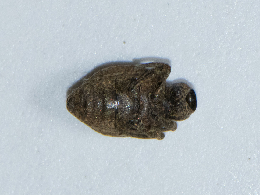 Curculionidae - ormányosbogár-félék