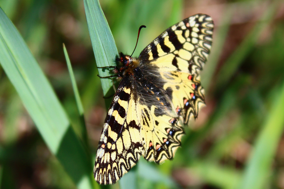 Zerynthia polyxena - farkasalmalepke