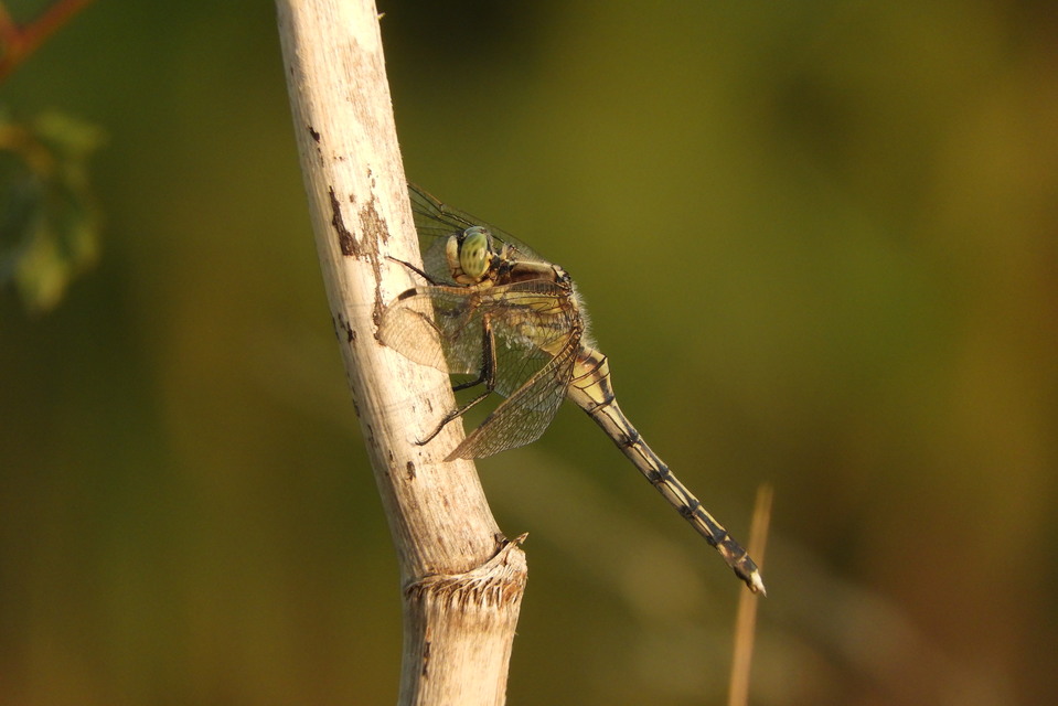 Orthetrum albistylum - fehérfarkú pásztorszitakötő