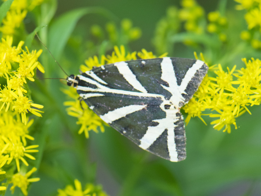 Euplagia quadripunctaria - csíkos medvelepke