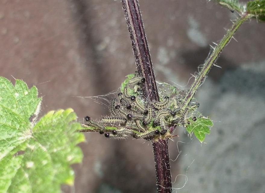 Nymphalis urticae - kis rókalepke