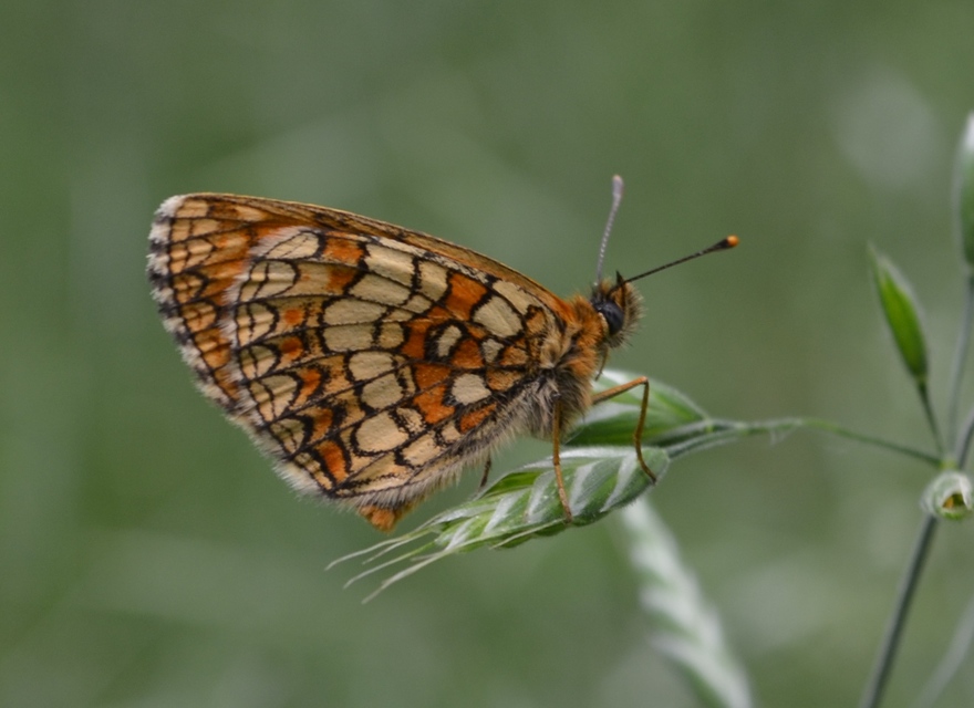 Melitaea aurelia - recés tarkalepke
