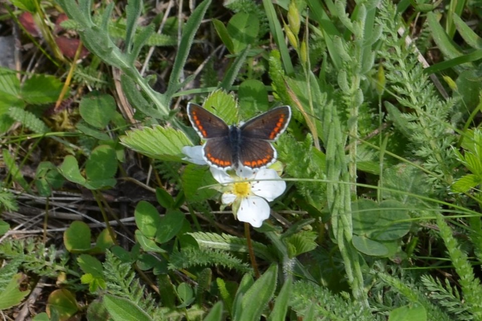 Aricia agestis - szerecsenboglárka