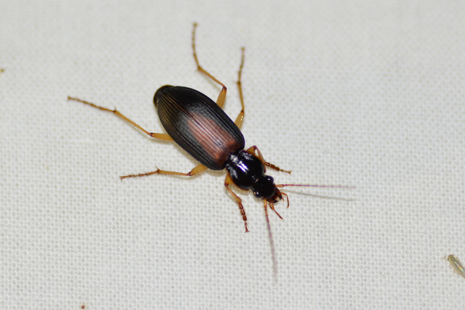 Dolichus halensis - hantfutó