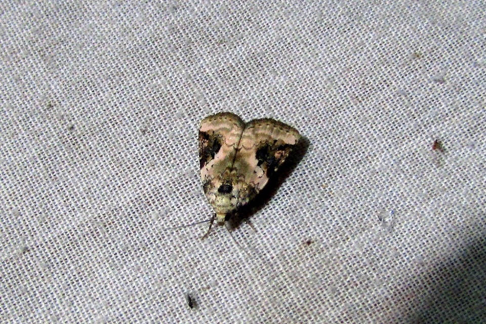 Pseudeustrotia candidula - fehéres apróbagoly