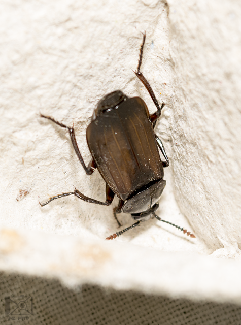 Necrodes littoralis - nagy dögbogár