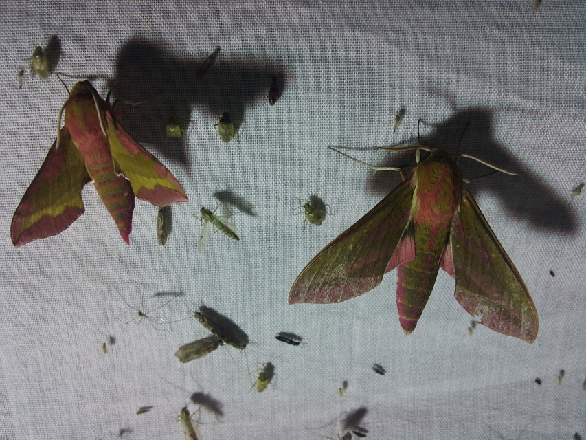 Deilephila elpenor - szőlőszender
