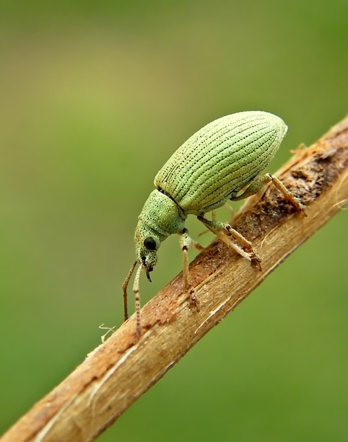 Phyllobius virideaeris - halványzöld levélormányos
