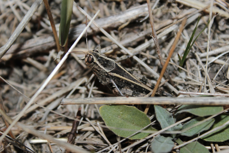 Calliptamus italicus - olaszsáska