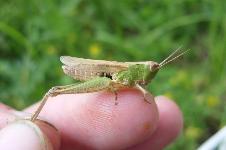 Chorthippus dorsatus - hátas rétisáska