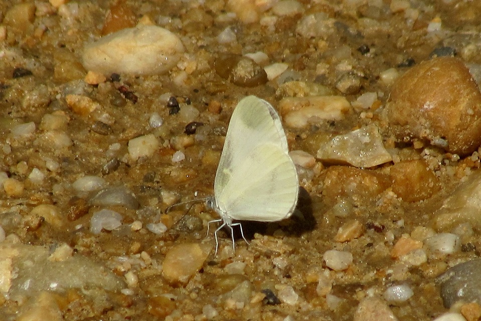 Leptidea sinapis - mustárlepke