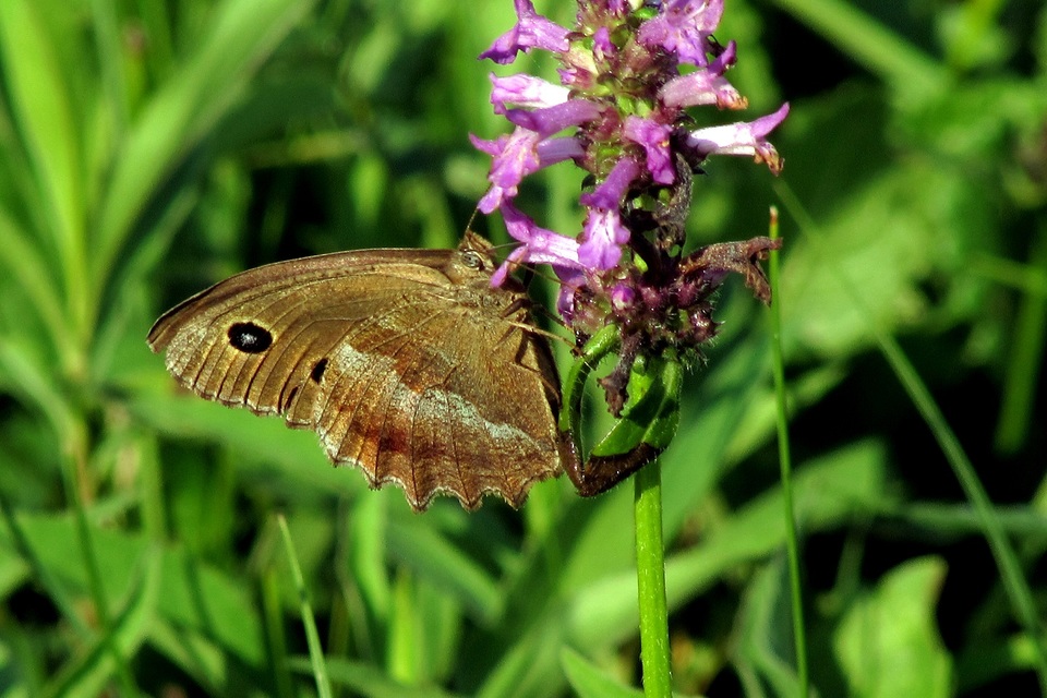Minois dryas - fekete szemeslepke