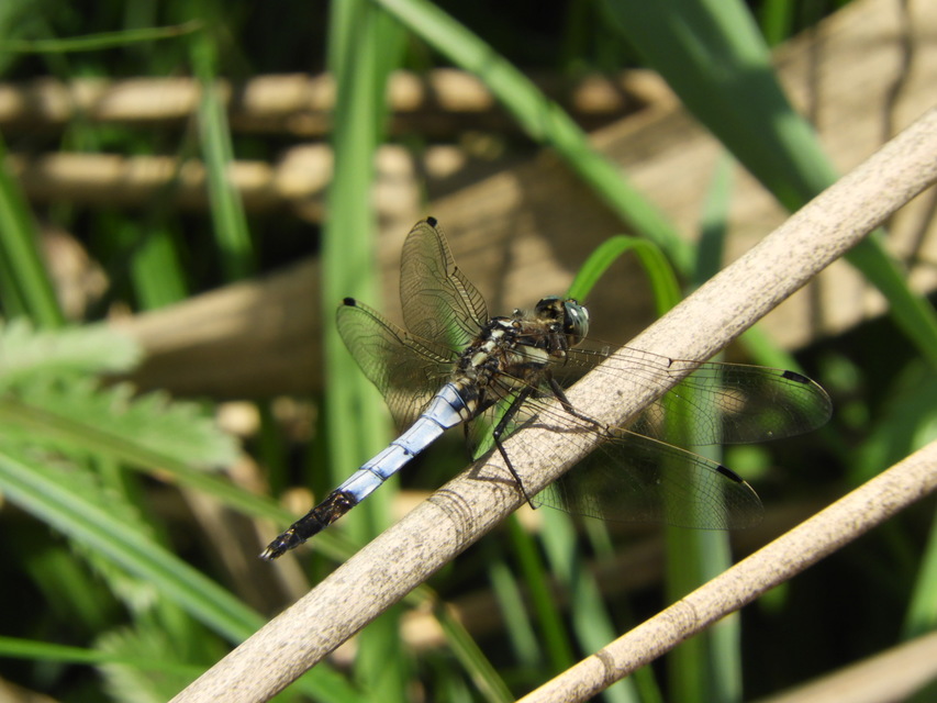 Orthetrum albistylum - fehérfarkú pásztorszitakötő