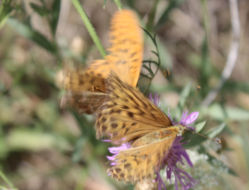 Argynnis paphia - nagy gyöngyházlepke