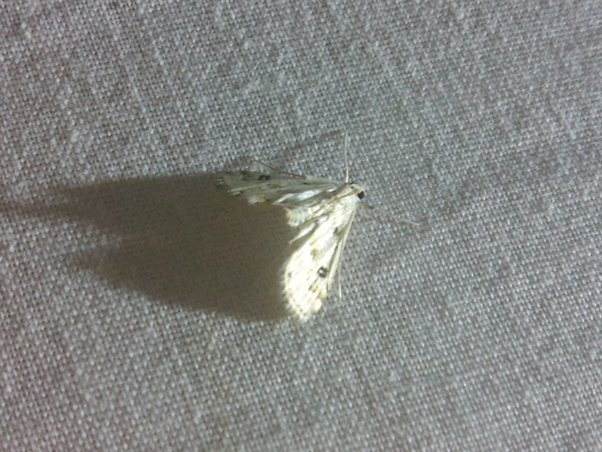 Cataclysta lemnata - békalencsemoly