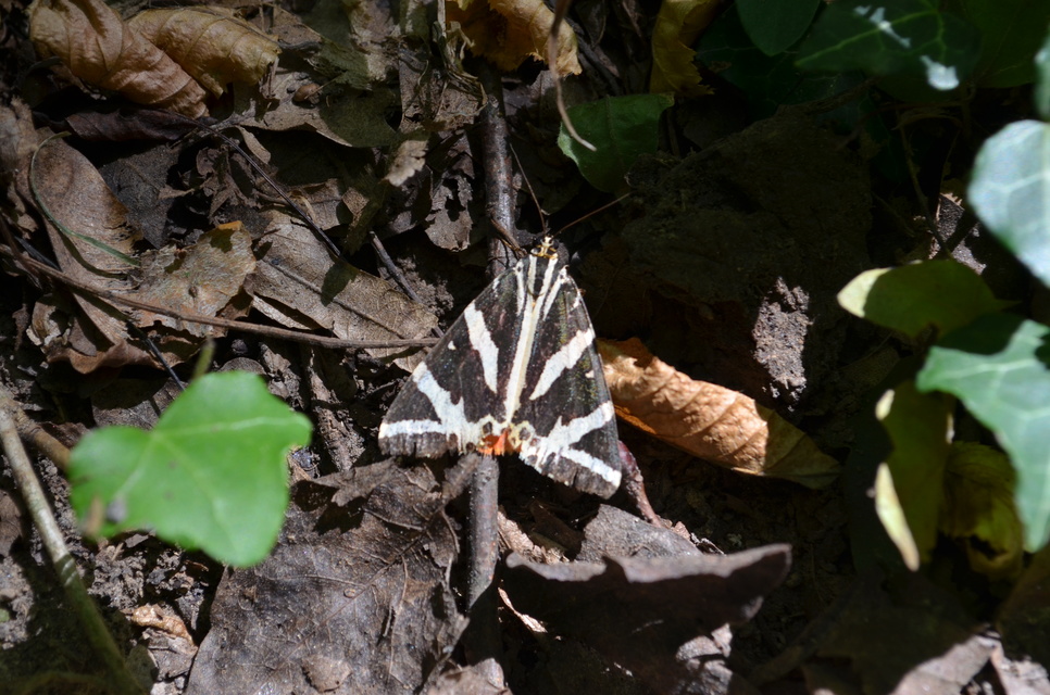 Euplagia quadripunctaria - csíkos medvelepke