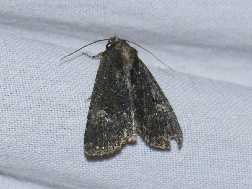 Mesapamea secalella/secalis