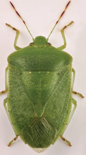 Nezara viridula - zöld vándorpoloska