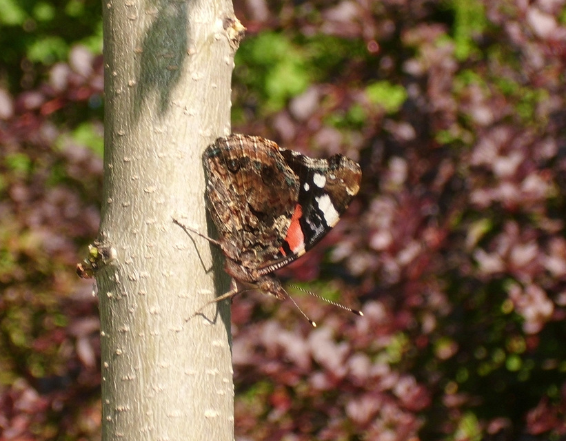 Vanessa atalanta - atalantalepke