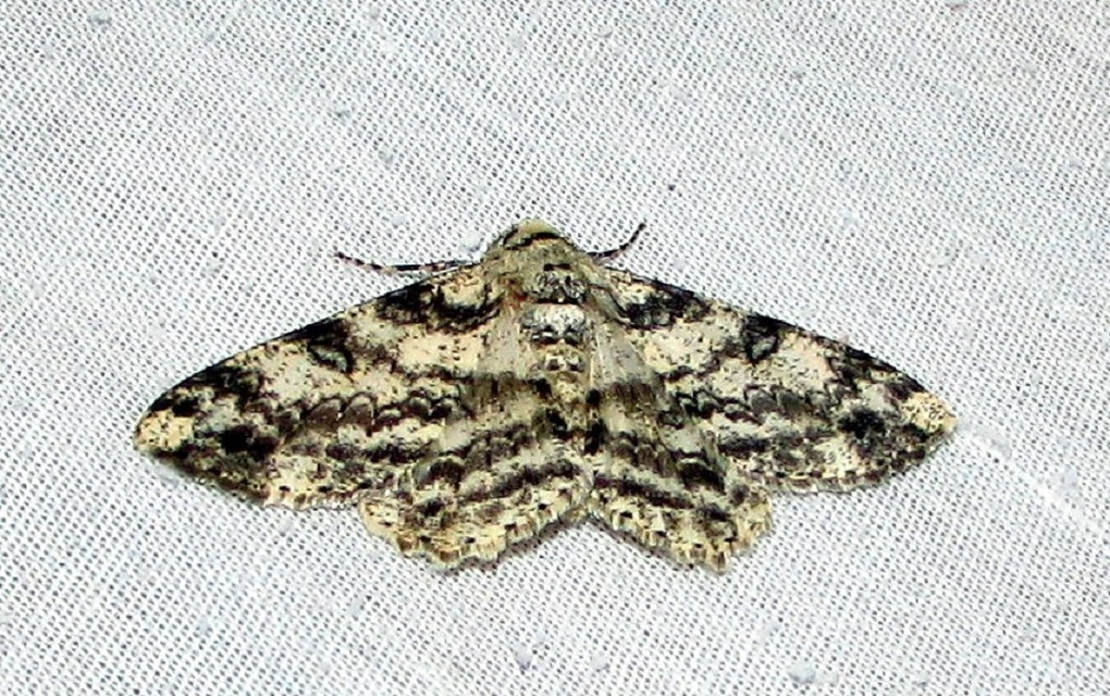 Ascotis selenaria - holdas faaraszoló
