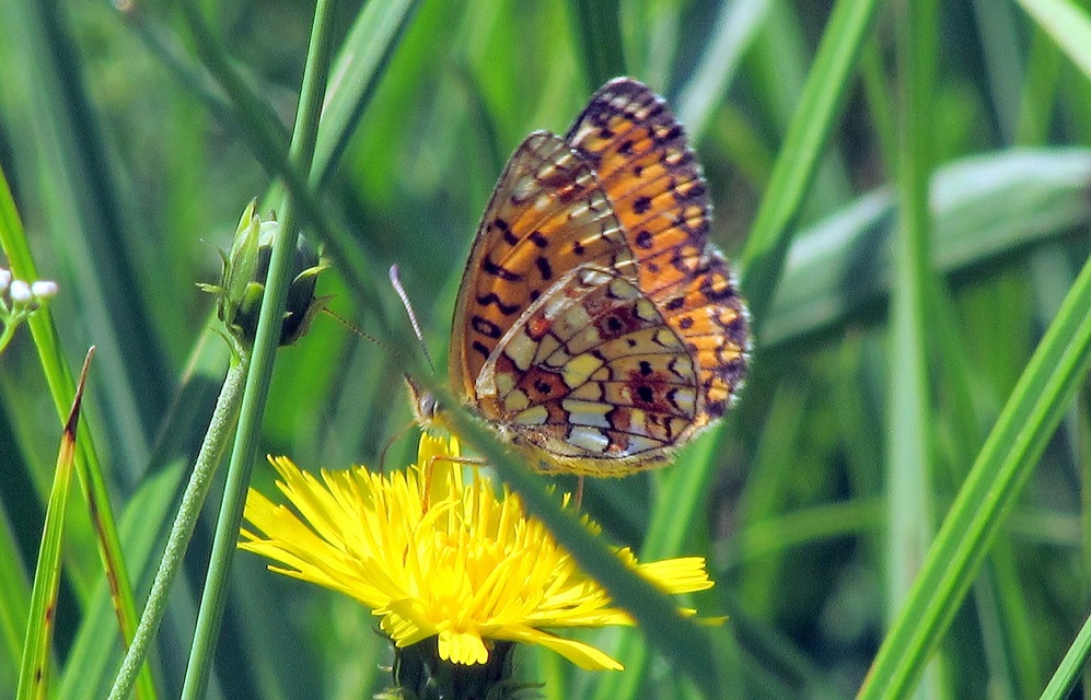 Boloria selene - fakó gyöngyházlepke