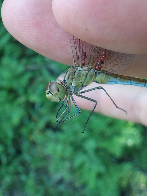 Sympetrum meridionale - fakó katona-szitakötő