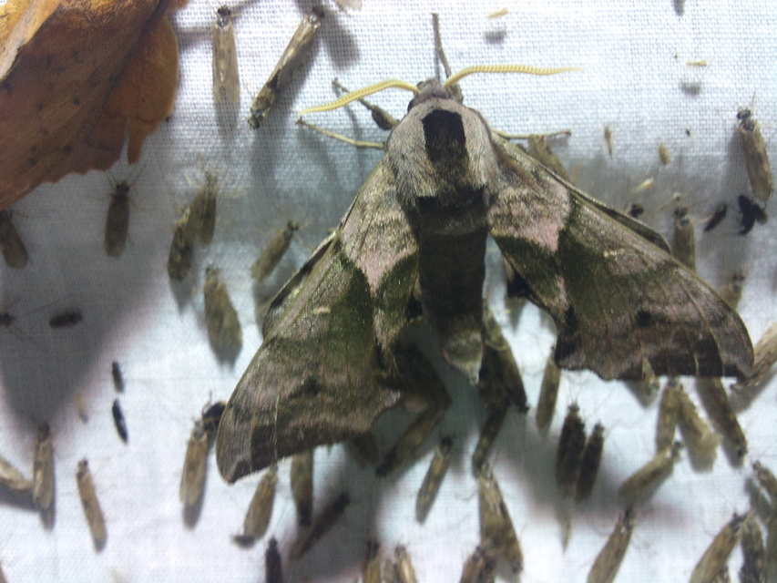 Smerinthus ocellatus - esti pávaszem