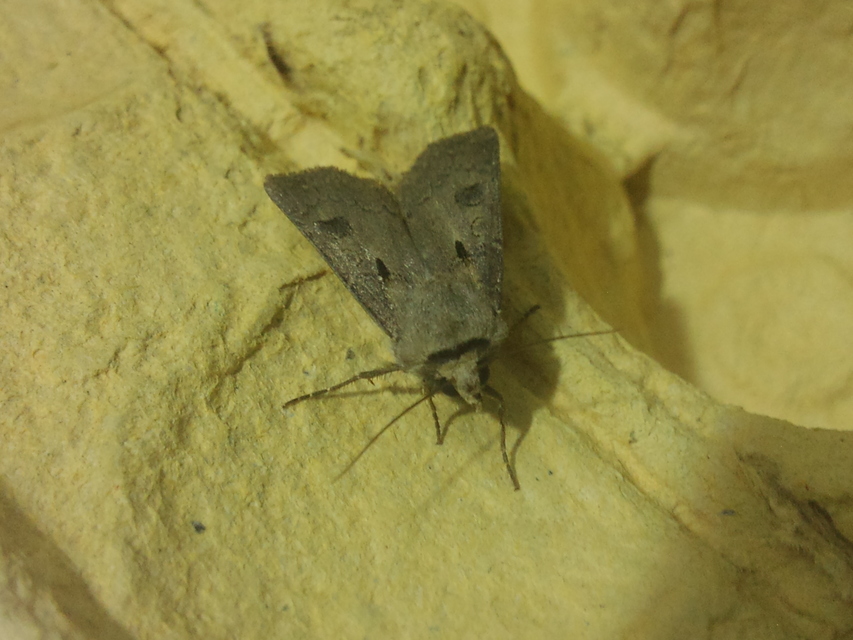 Agrotis exclamationis - felkiáltójeles földibagoly