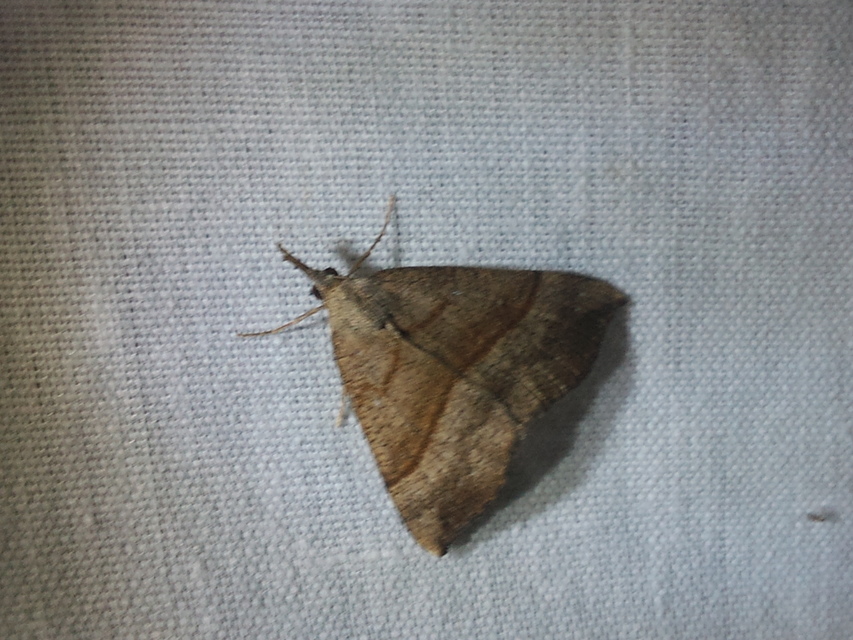 Hypena proboscidalis - ormányos karcsúbagoly