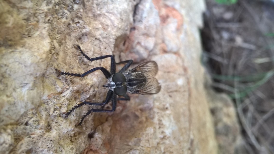 Asilidae - rablólégyfélék