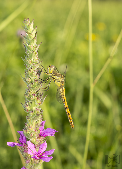 Sympetrum vulgatum - barkós katona-szitakötő