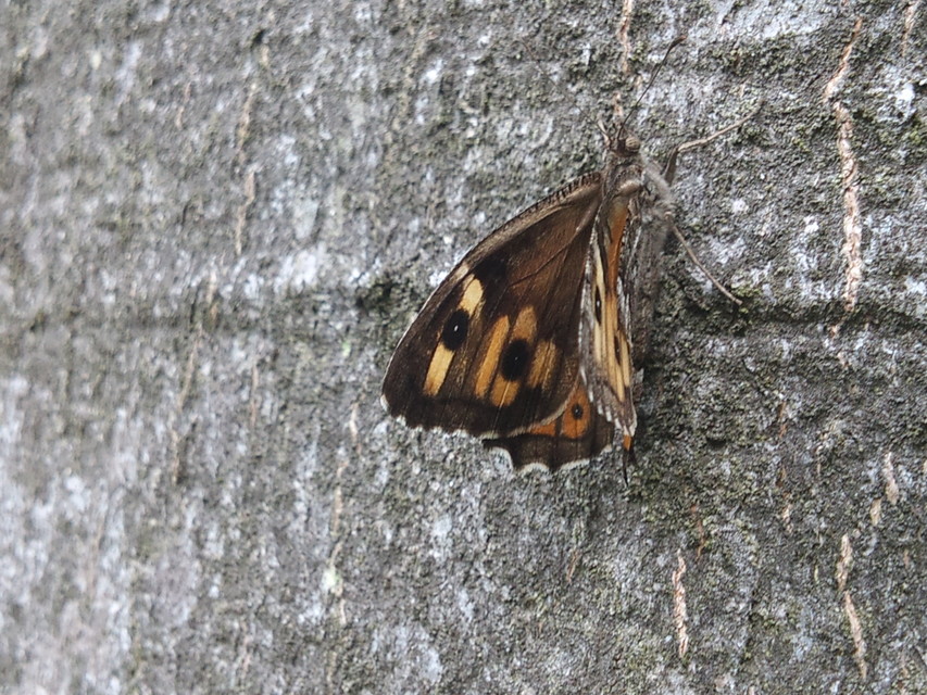 Hipparchia semele - barna szemeslepke