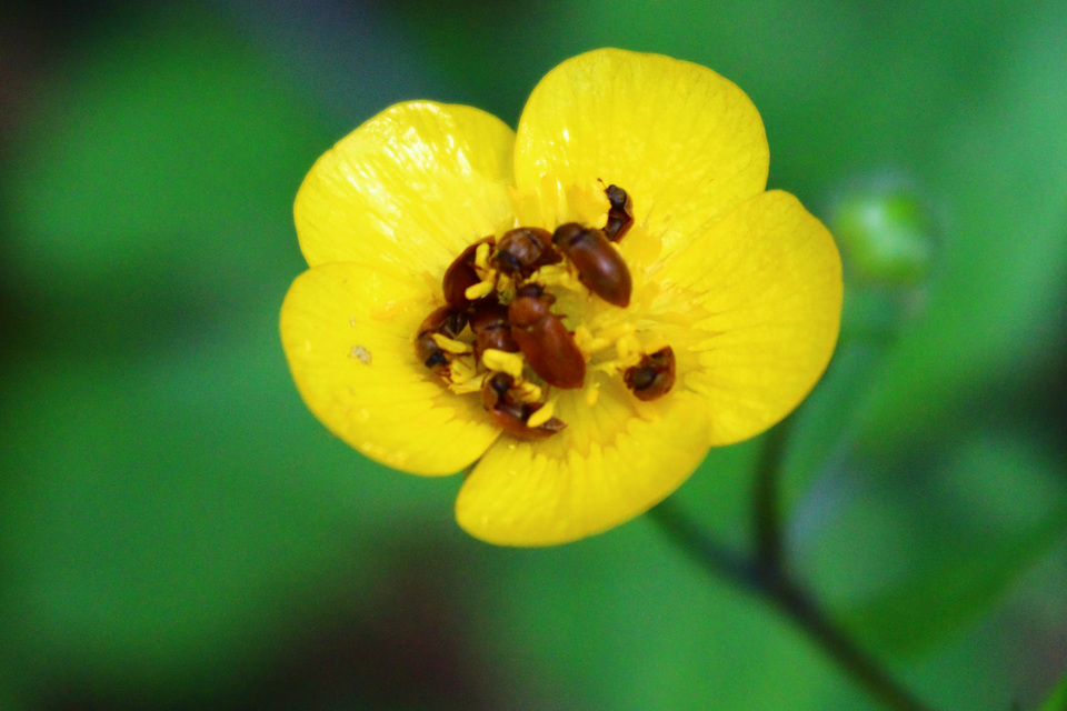 Byturus ochraceus - gyömbérgyökérbogár