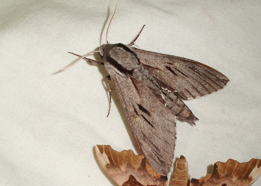 Hyloicus pinastri - fenyőszender