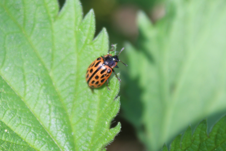 Chrysomela vigintipunctata - húszfoltos fűzlevelész Chrysomela vigintipunctata - húszfoltos fűzlevelész